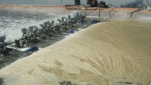Cách xử lý nhớt bạt, nhớt đáy hiệu quả cho ao nuôi tôm