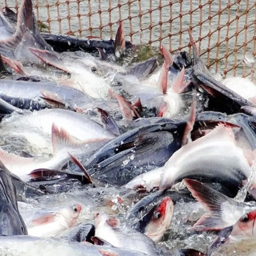 Sản phẩm chuyên dùng cho cá