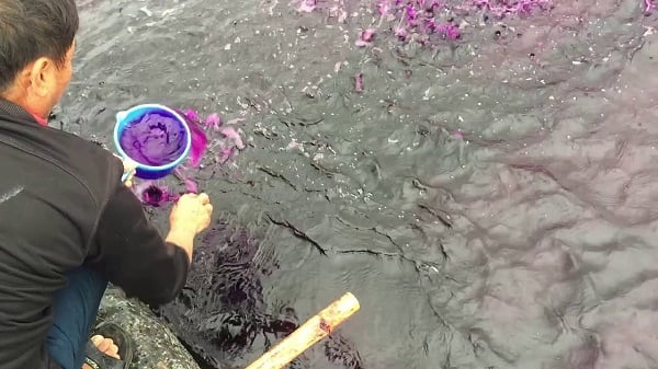 Sử dụng thuốc tím cho ao nuôi tôm KMnO4 Sử dụng thuốc tím cho ao nuôi tôm KMnO4