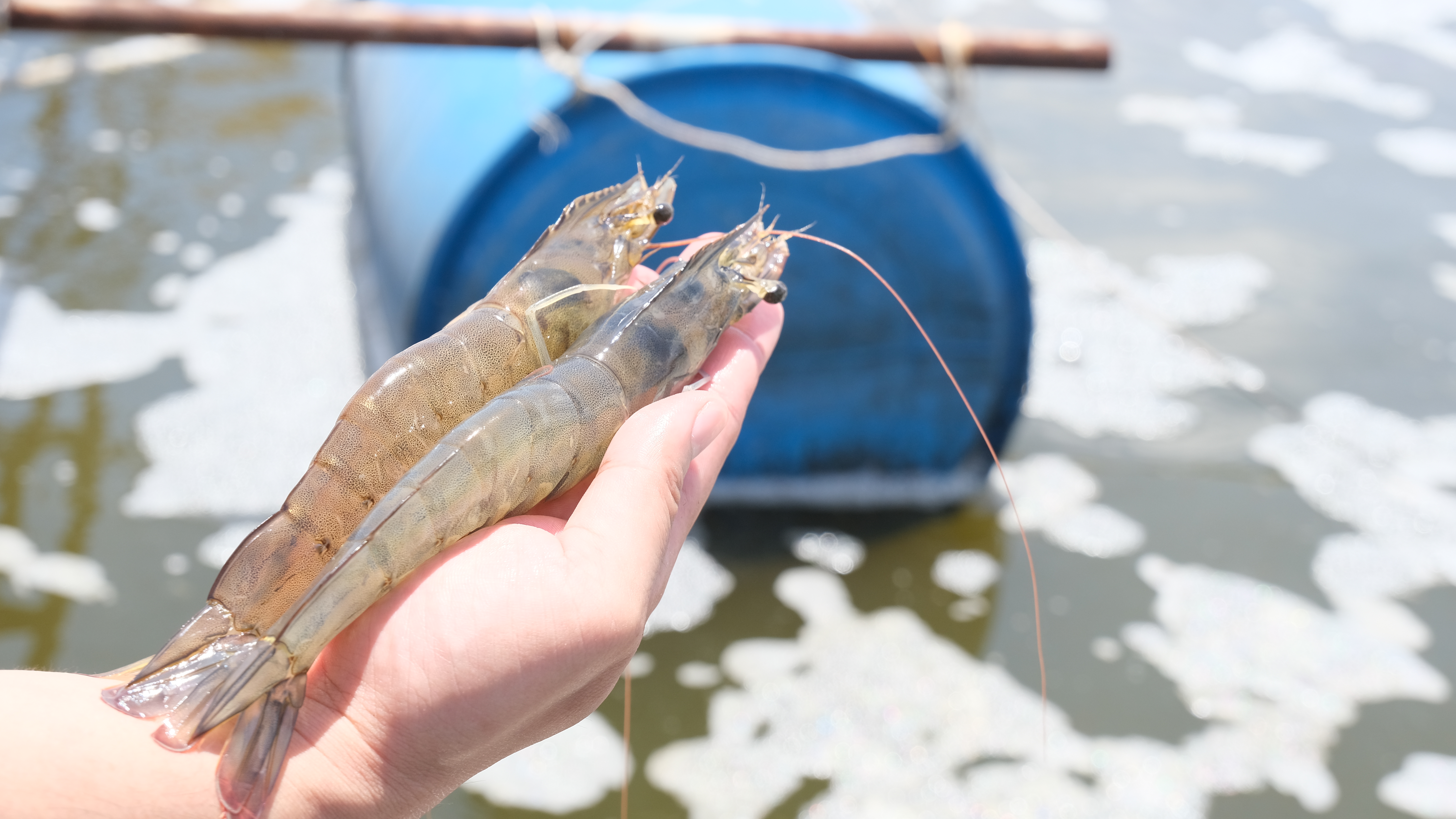 giải pháp xử lý bệnh đốm đen trên tôm thẻ chân trắng