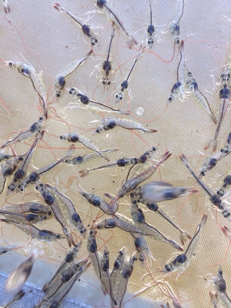 31 ngày tuổi - tôm nhạy, gan đen và ruột tốt 31 ngày tuổi - tôm nhạy, gan đen và ruột tốt