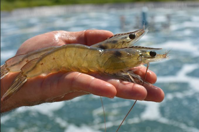 men sống phòng bệnh teo gan trống ruột trên tôm