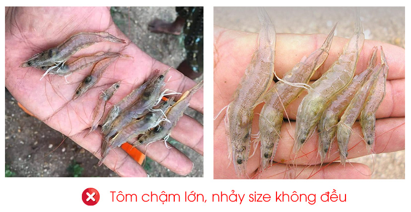 Vi bào tử trùng ehp, kẻ thù giấu mặt khiến tôm chậm lớn! Cách phòng và điều trị hiệu quả.
