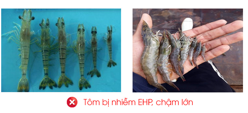 Vi bào tử trùng ehp, kẻ thù giấu mặt khiến tôm chậm lớn! Cách phòng và điều trị hiệu quả.