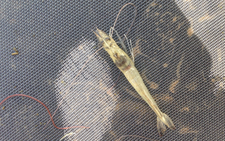 Hội chứng phân trắng trên tôm