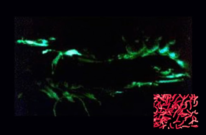 tôm bị bệnh phát sáng