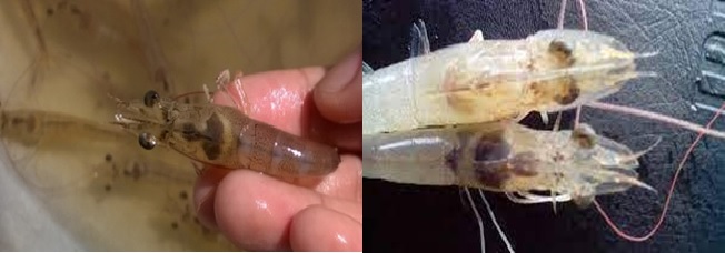 Tôm bị bệnh teo gan trống ruột Tôm bị bệnh teo gan trống ruột