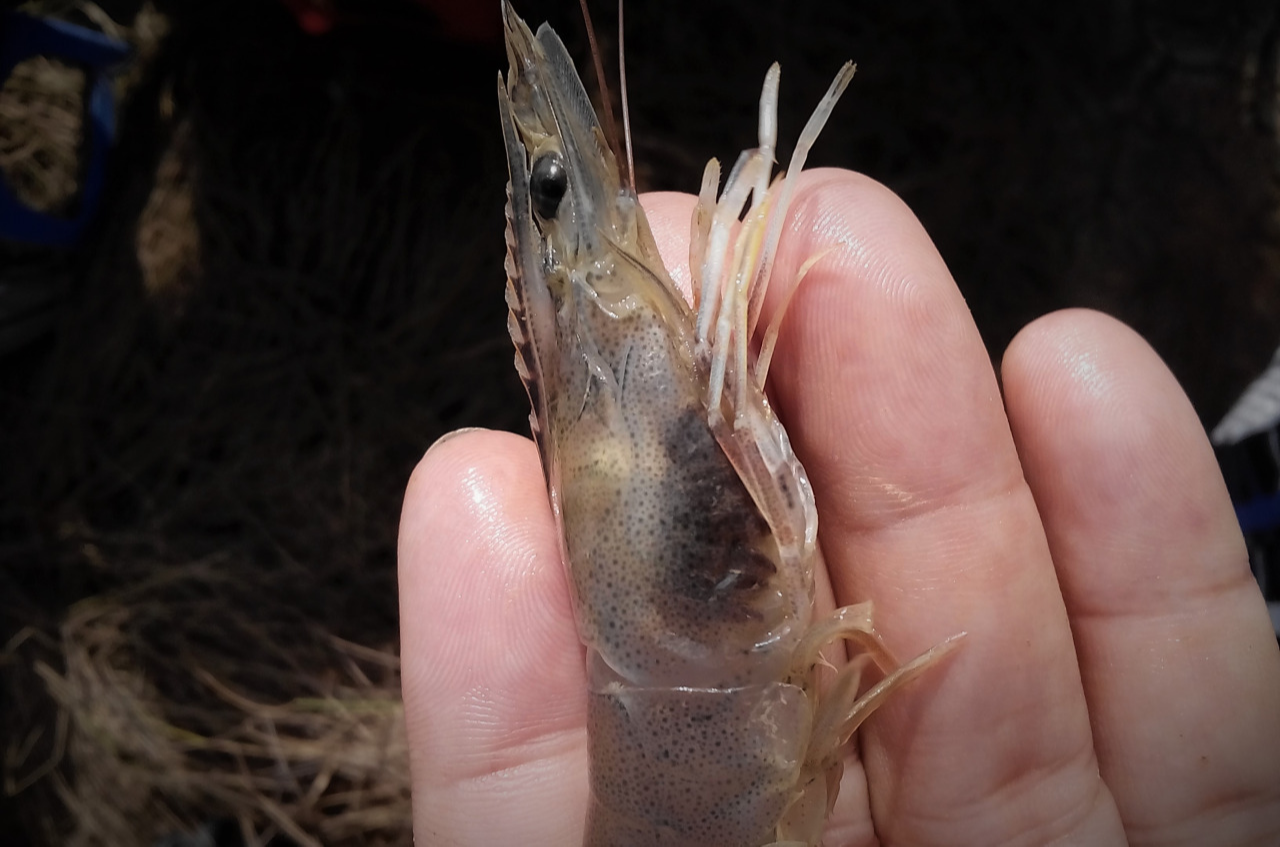 tôm bị đen mang vì nhiều xác tảo tàn trong ao