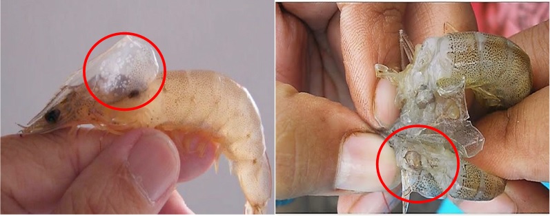 Tôm bị đỏ thân, đốm trắng và tôm bị hoại tử gan tụy cấp Tôm bị đỏ thân, đốm trắng và tôm bị hoại tử gan tụy cấp