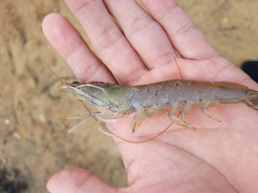 tôm bị cụt râu và mòn phụ bộ