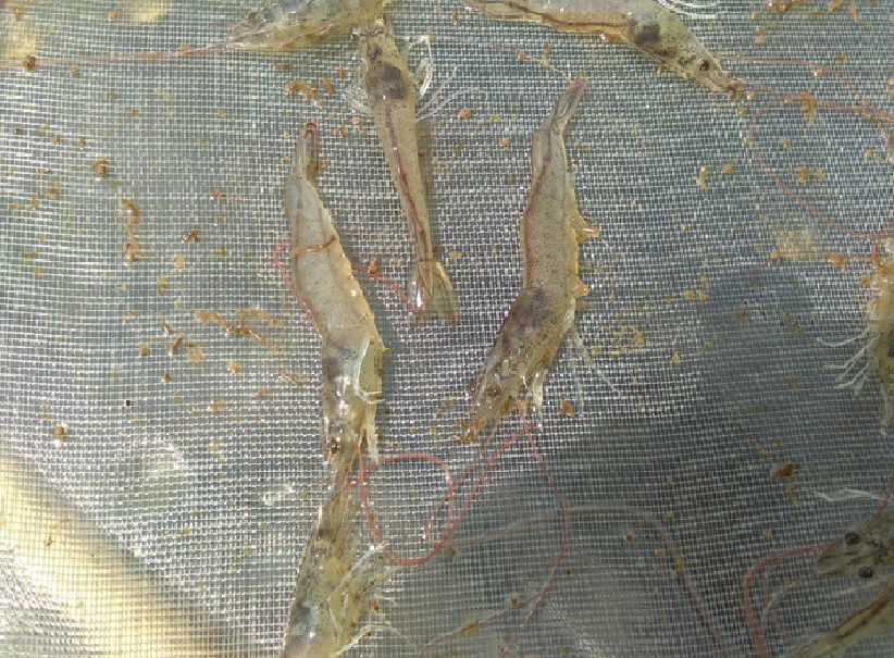 Tôm bị nhiễm EHP, ruột lỏng phân nát Tôm bị nhiễm EHP, ruột lỏng phân nát