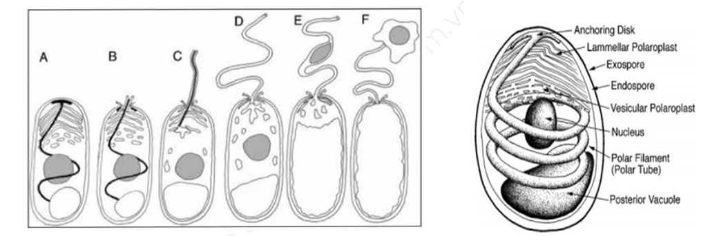 bệnh EHP trên tôm, thuốc phòng bệnh ehp trên tôm, thuốc thủy sản trị ehp, cách phòng bệnh vi bào tử trùng ehp trên tôm