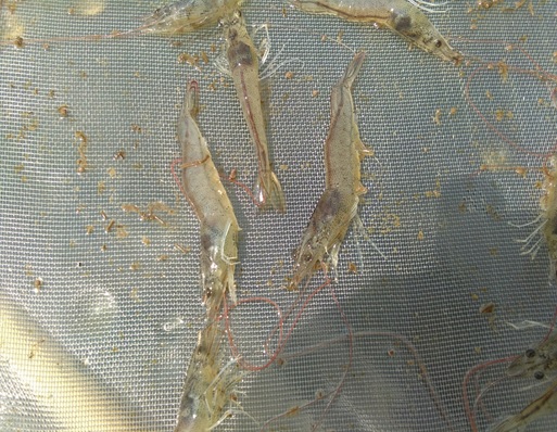 Tôm bị nhiễm vi bào tử trùng EHP, tôm bị ruột lỏng, phân nát Tôm bị nhiễm vi bào tử trùng EHP, tôm bị ruột lỏng, phân nát