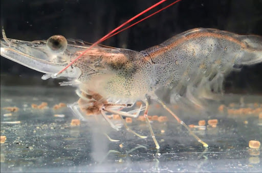 Tôm bị phân trắng