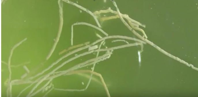 Phân trắng nổi trên mặt ao