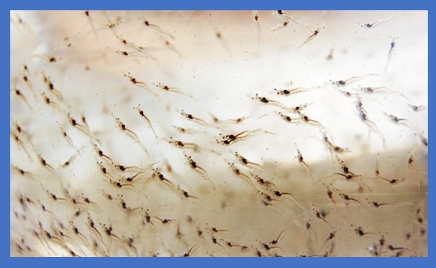 lựa chọn tôm giống khỏe mạnh sạch bệnh