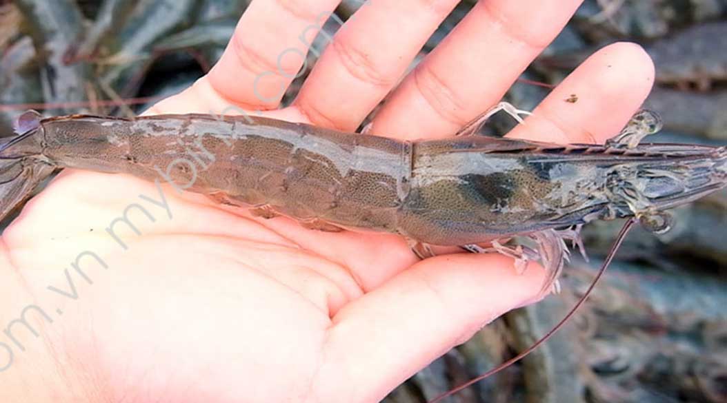 bệnh EHP trên tôm, thuốc phòng bệnh ehp trên tôm, thuốc thủy sản trị ehp, cách phòng bệnh vi bào tử trùng ehp trên tôm