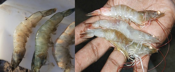 Tôm rớt đáy do đục cơ, cong thân và do bị hoại tử cơ Tôm rớt đáy do đục cơ, cong thân và do bị hoại tử cơ