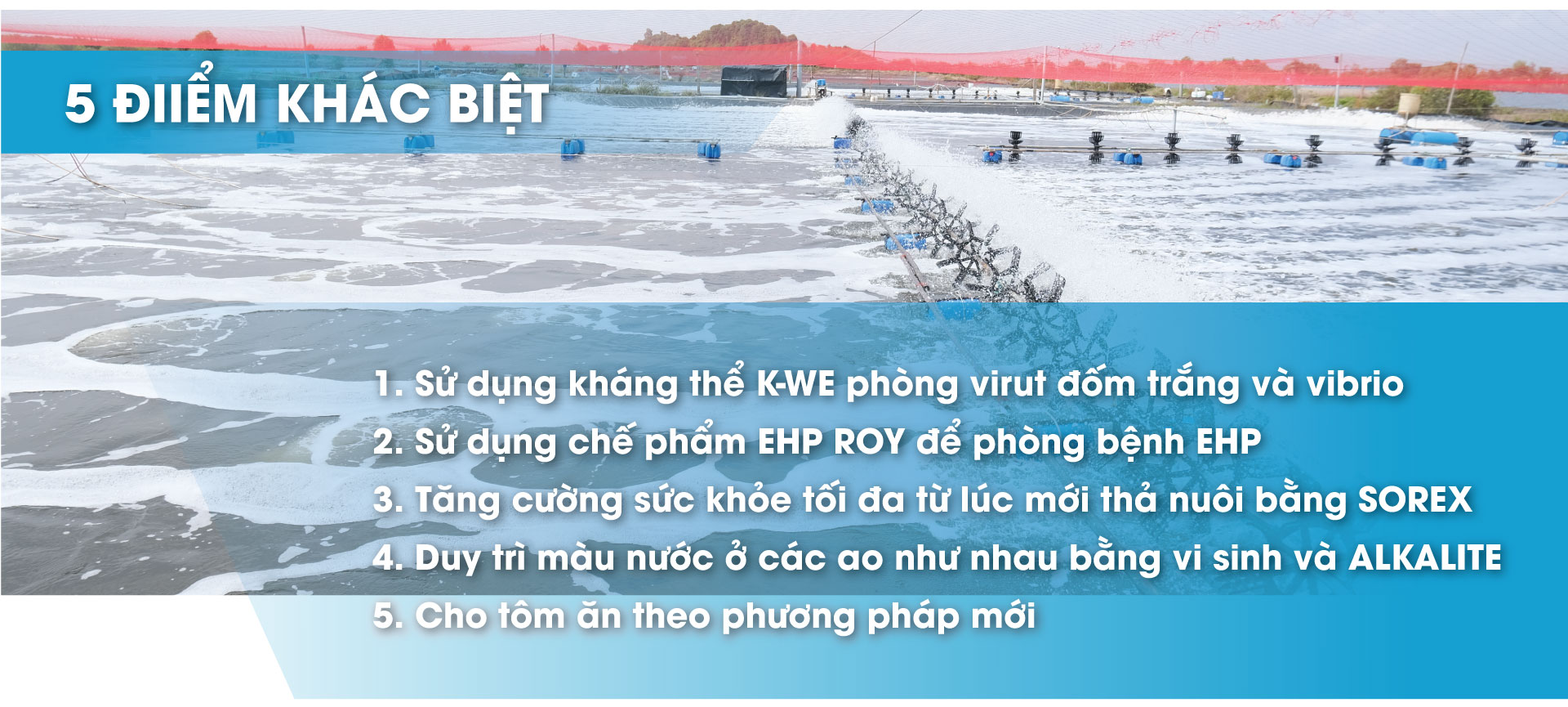 5 điểm khác biệt trong giải pháp EHP và vi rút đốm trắng của Mỹ Bình