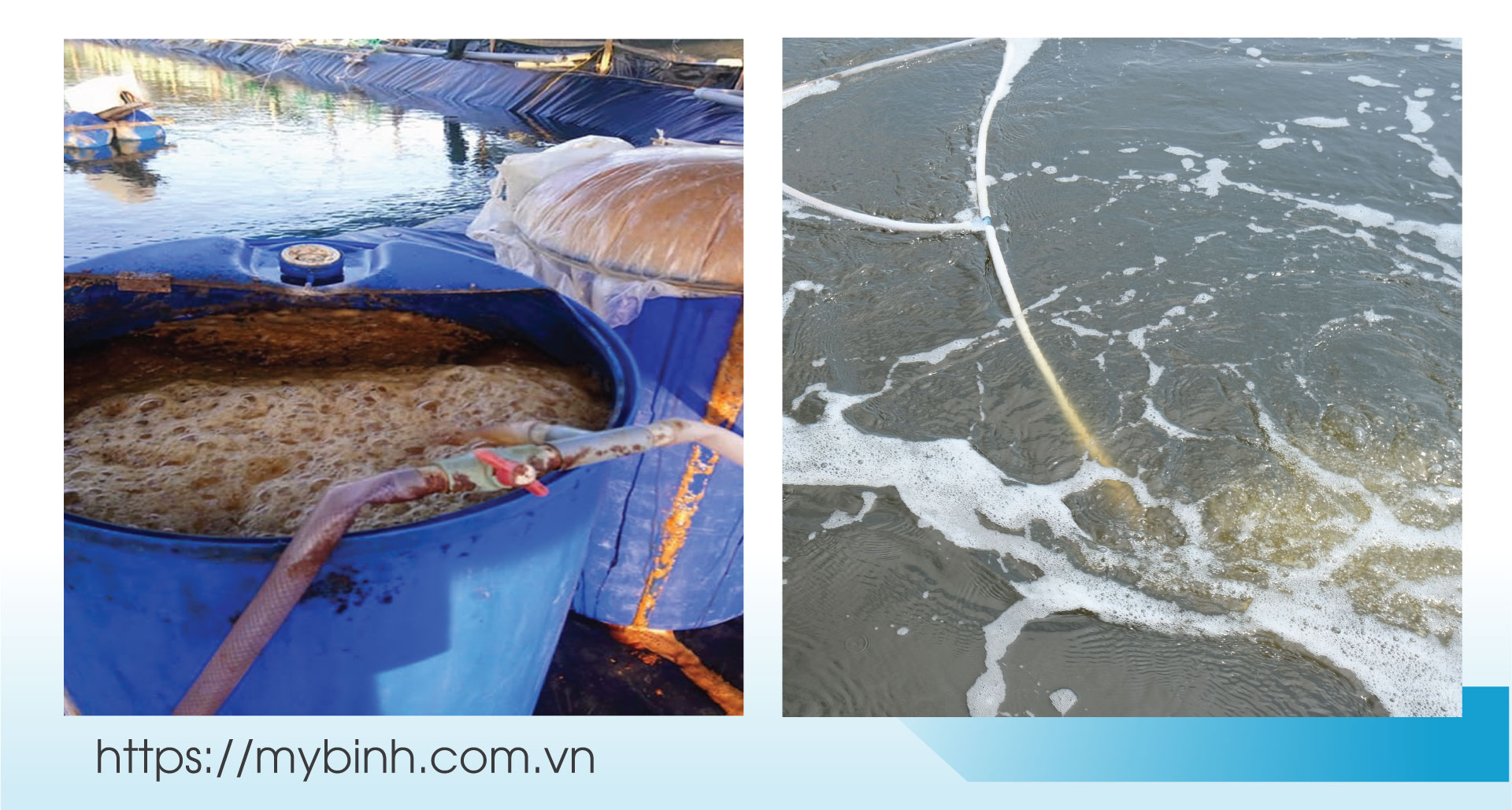 quy trình xử lí nước bằng vi sinh trong giải pháp EHP và vi rút đốm trắng của Mỹ Bình