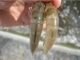 TOP CYLIN - Thuốc ngừa bệnh đường ruột cho tôm. TOP CYLIN - Thuốc ngừa bệnh đường ruột cho tôm.