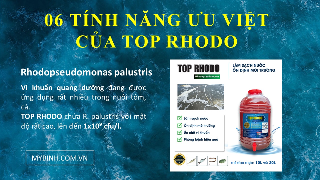 TOP RHODO men vi sinh cho tôm nuôi, Rhodopseudomonas palustris