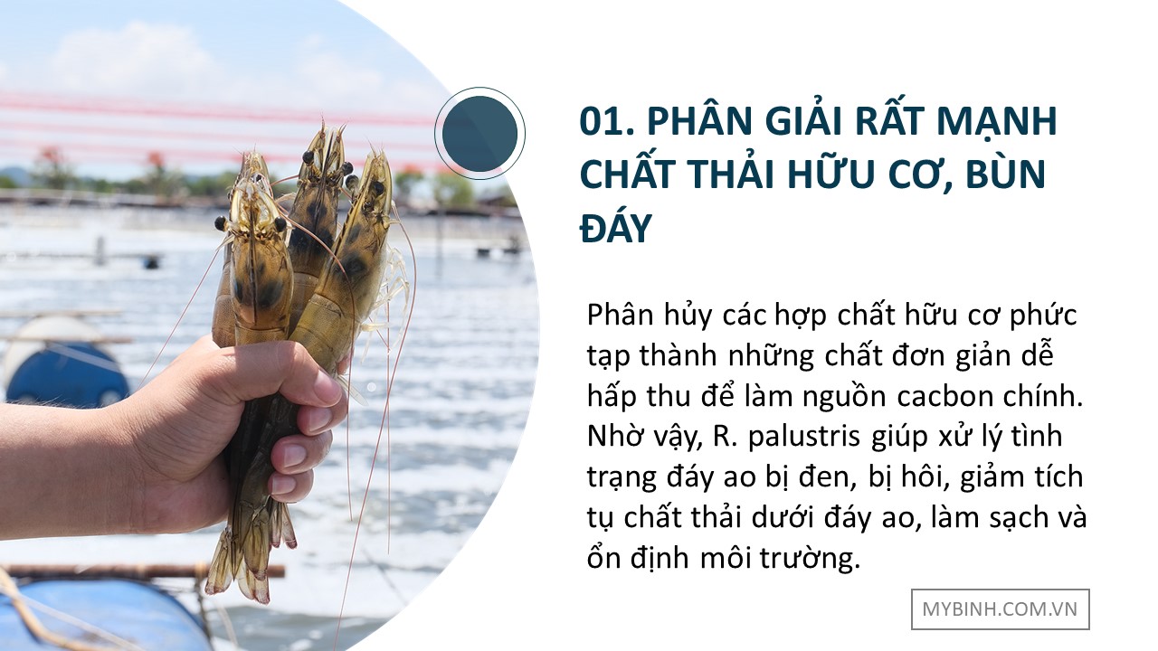 TOP RHODO men vi sinh cho tôm nuôi, Rhodopseudomonas palustris