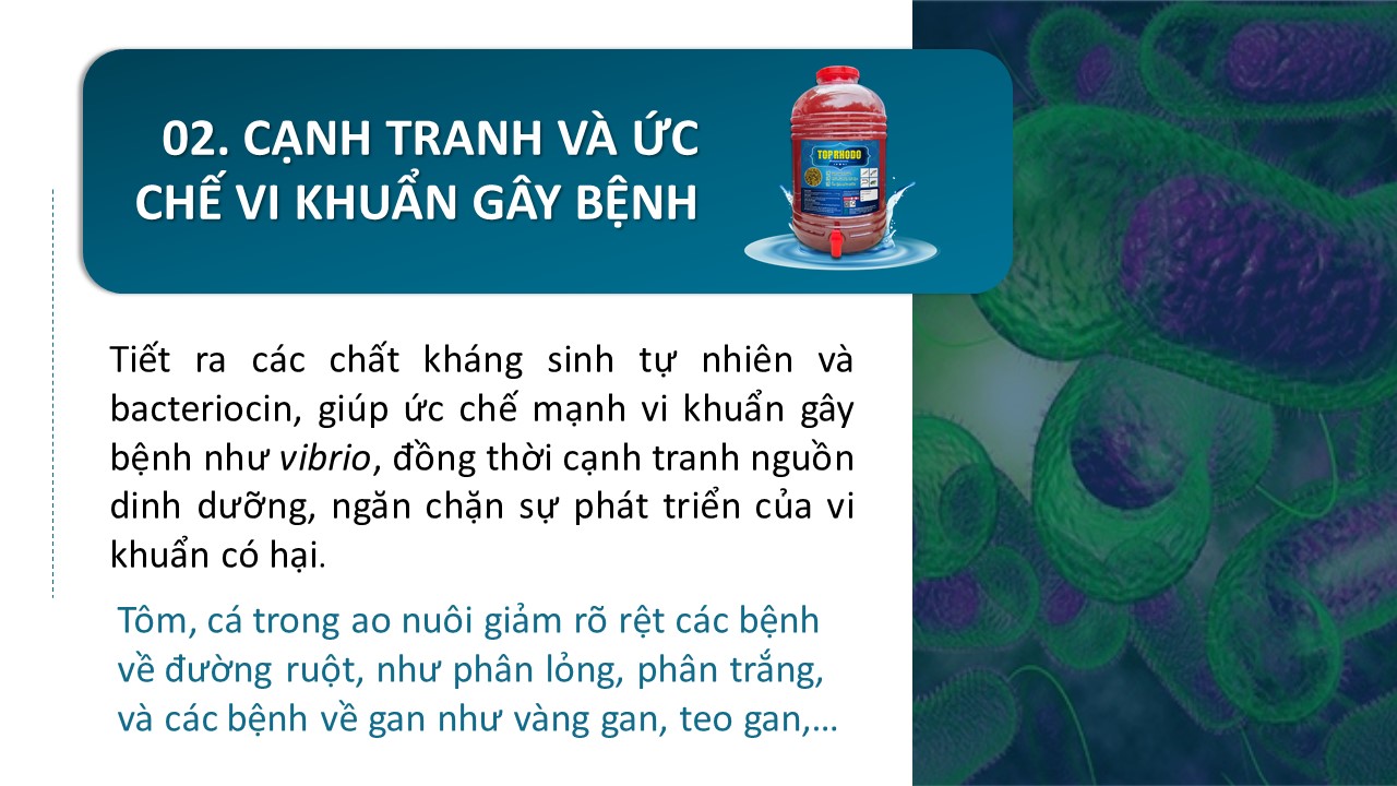 TOP RHODO men vi sinh cho tôm nuôi, Rhodopseudomonas palustris