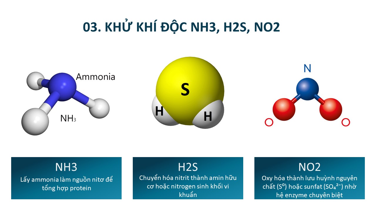 TOP RHODO men vi sinh cho tôm nuôi, Rhodopseudomonas palustris