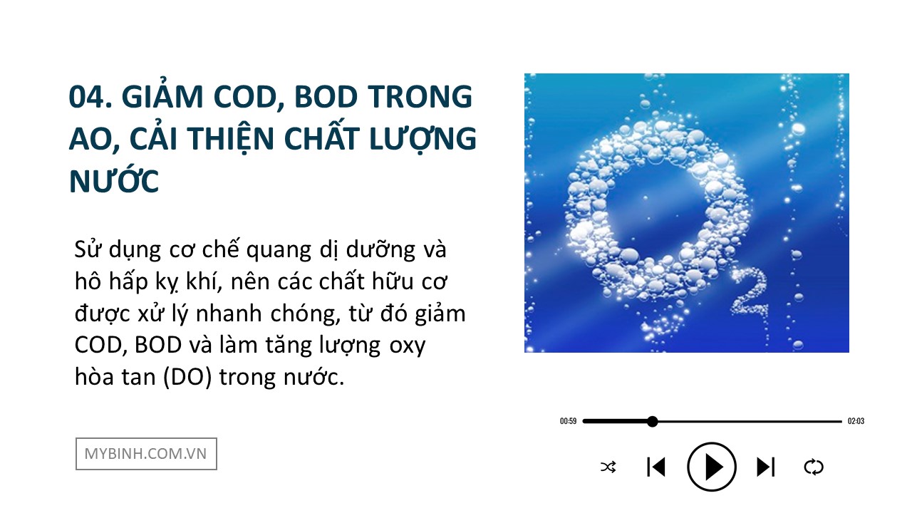 TOP RHODO men vi sinh cho tôm nuôi, Rhodopseudomonas palustris