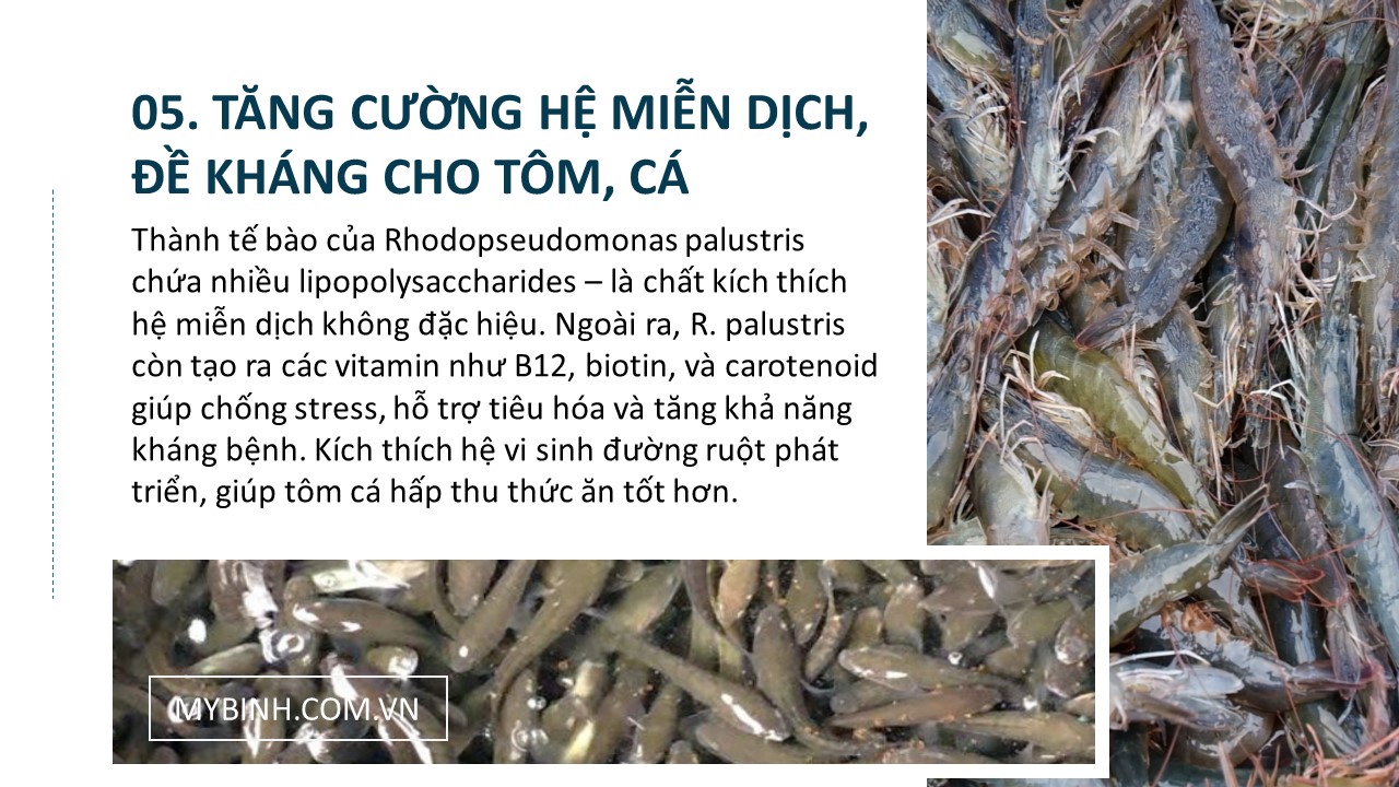 TOP RHODO men vi sinh cho tôm nuôi, Rhodopseudomonas palustris