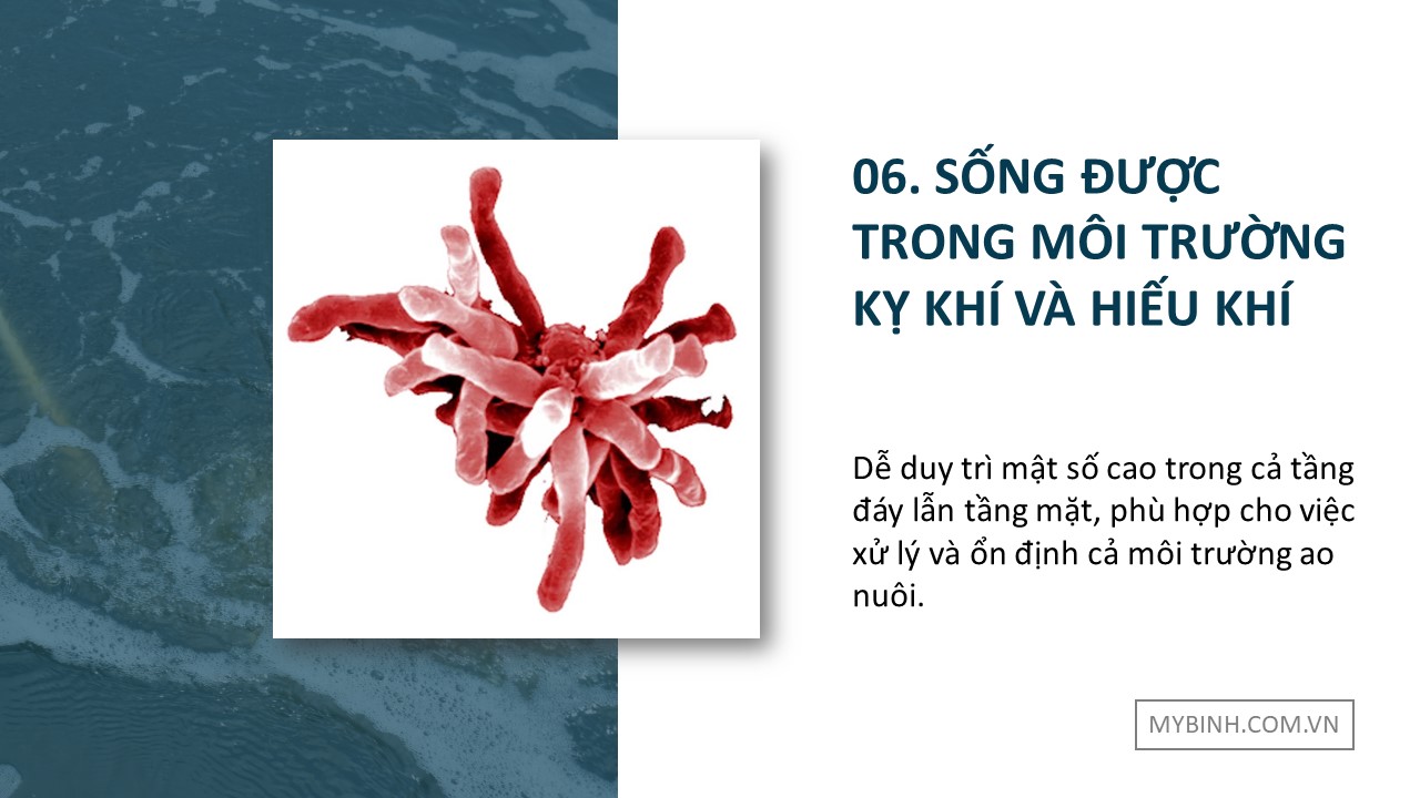 TOP RHODO men vi sinh cho tôm nuôi, Rhodopseudomonas palustris