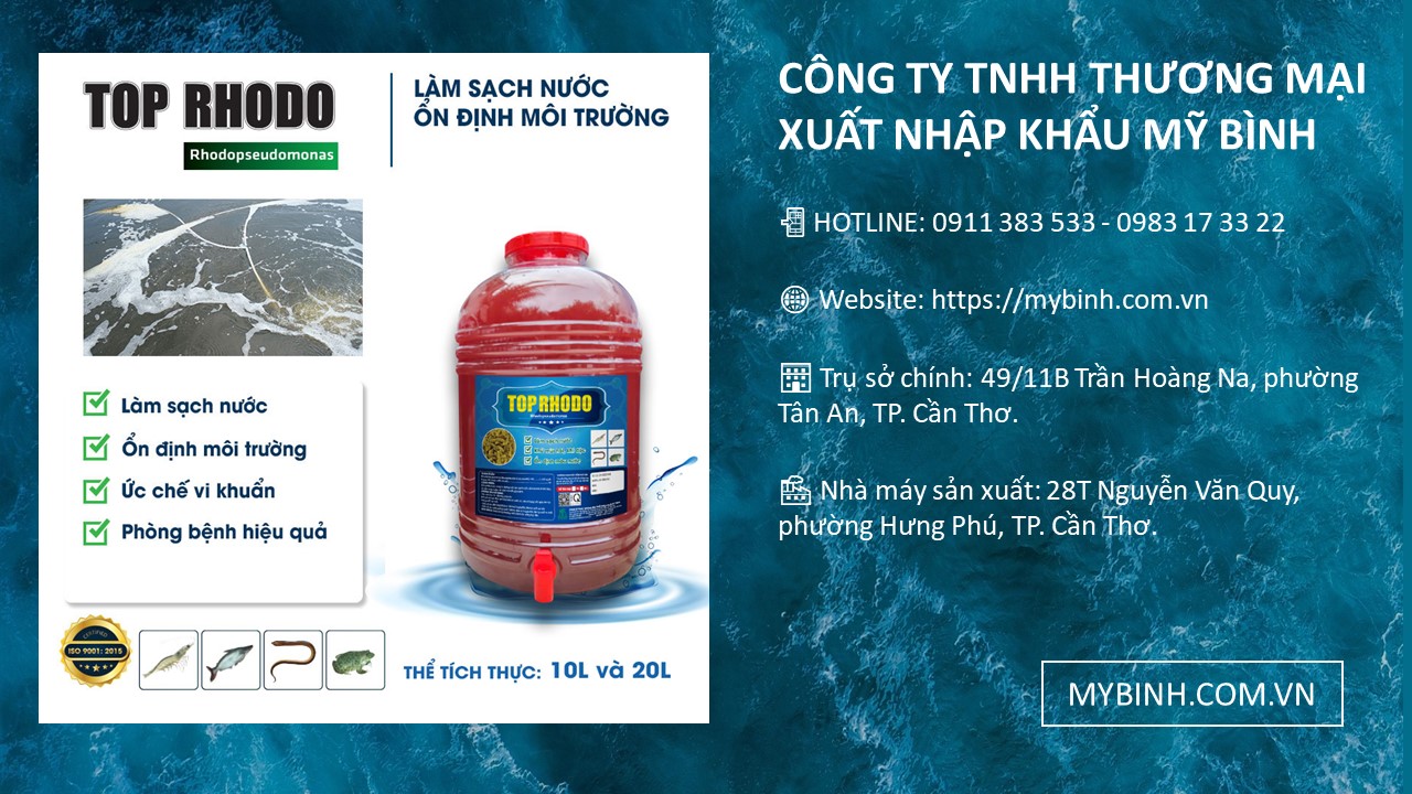 TOP RHODO men vi sinh cho tôm nuôi, Rhodopseudomonas palustris