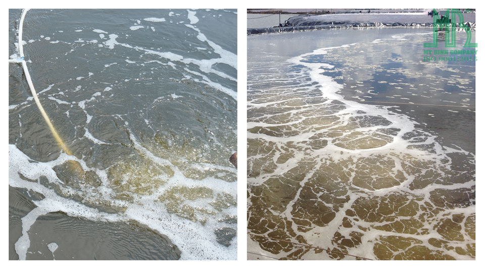 ECO BLUE - Ổn định môi trường, xử lý bùn đáy, giảm khí độc, khử mùi hôi