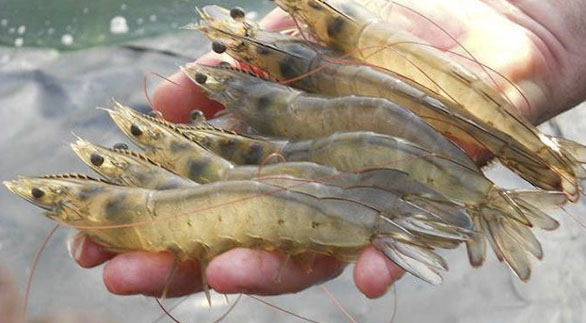 TOP BETA hỗ trợ tăng miễn dịch, chống sốc cho tôm nuôi và hỗ trợ phục hồi đường ruột sau khi sử dụng kháng sinh. TOP BETA hỗ trợ tăng miễn dịch, chống sốc cho tôm nuôi và hỗ trợ phục hồi đường ruột sau khi sử dụng kháng sinh.