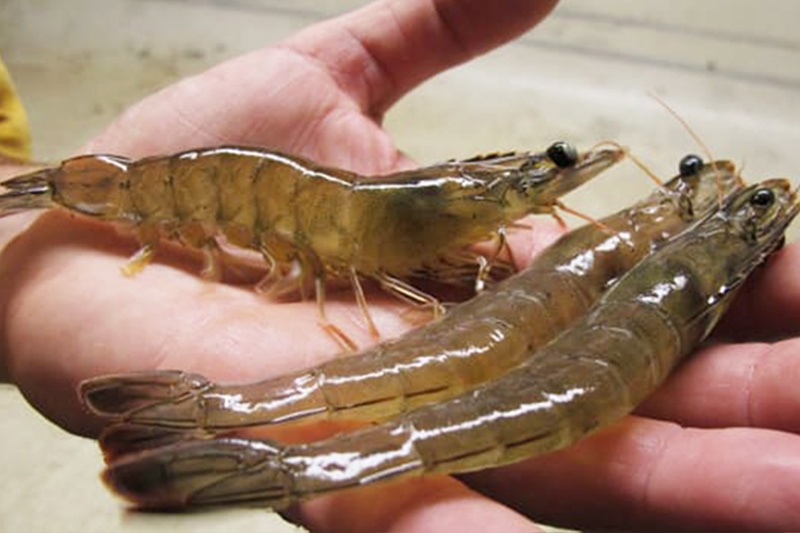 NANOMIX - khoáng giúp tôm nhanh cứng vỏ NANOMIX - khoáng giúp tôm nhanh cứng vỏ