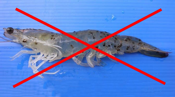 AVAKON diệt sạch vi khuẩn, trị đốm đen cho tôm AVAKON diệt sạch vi khuẩn, trị đốm đen cho tôm