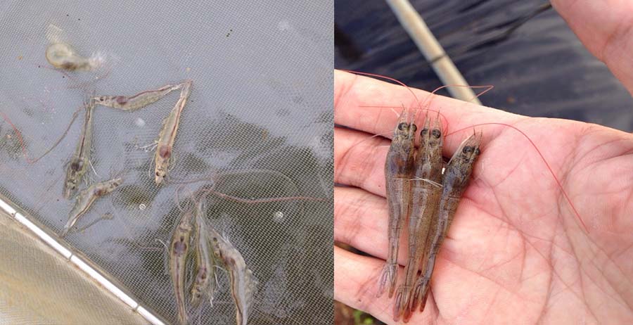 Vàng gan – teo gan trên tôm 20 ngày