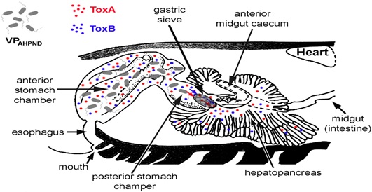 Vi khuẩn Vibrio parahaemolyticus xâm nhập vào gan tôm qua đường miệng ( Prachumwat et al., 2019) Vi khuẩn Vibrio parahaemolyticus xâm nhập vào gan tôm qua đường miệng ( Prachumwat et al., 2019)
