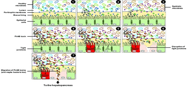 Vi khuẩn Vibrio parahaemolyticus xâm nhập vào ruột tôm  Vi khuẩn Vibrio parahaemolyticus xâm nhập vào ruột tôm