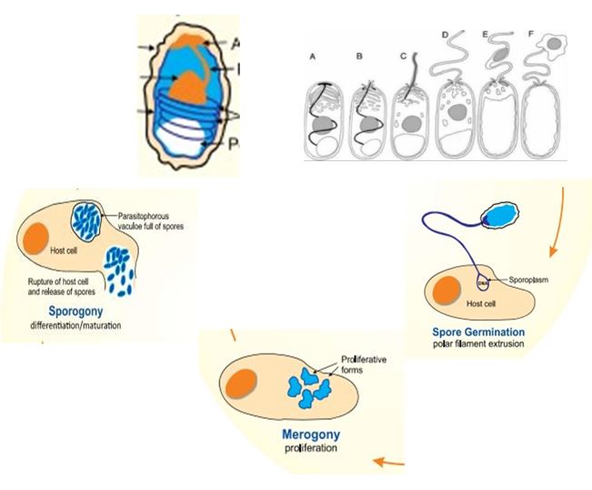 Vòng đời của EHP Vòng đời của EHP