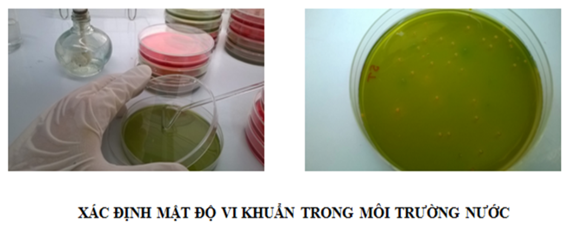 kiểm khuẩn tại phòng xét nghiệm bệnh tôm