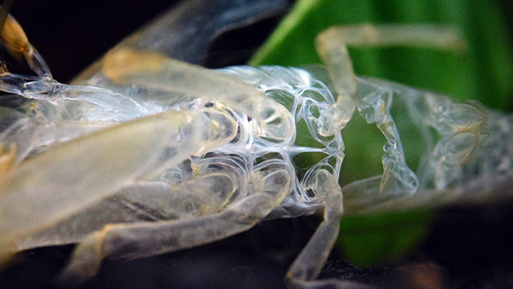 Yếu tố ảnh hưởng đến quá trình lột xác của tôm