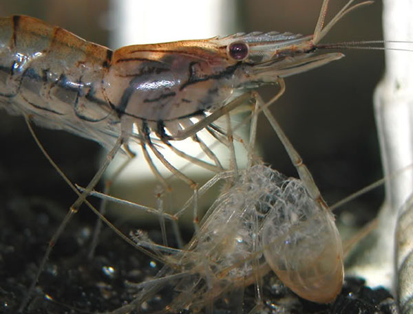 Yếu tố ảnh hưởng đến quá trình lột xác của tôm