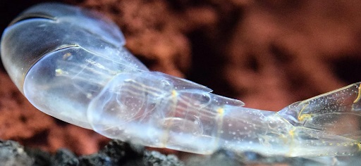 Yếu tố ảnh hưởng đến quá trình lột xác của tôm