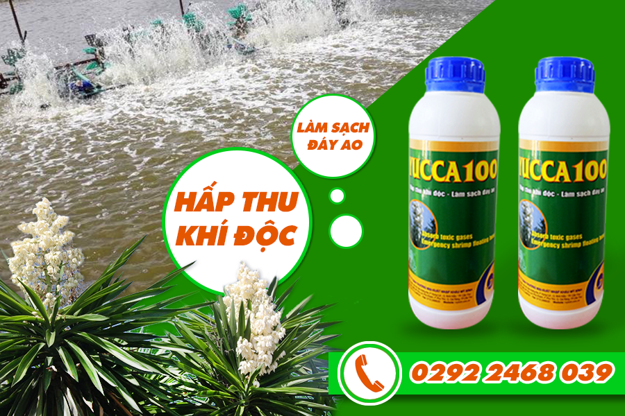 Yucca 100 - Hấp thu khí độc trong ao nuôi tôm Yucca 100 - Hấp thu khí độc trong ao nuôi tôm