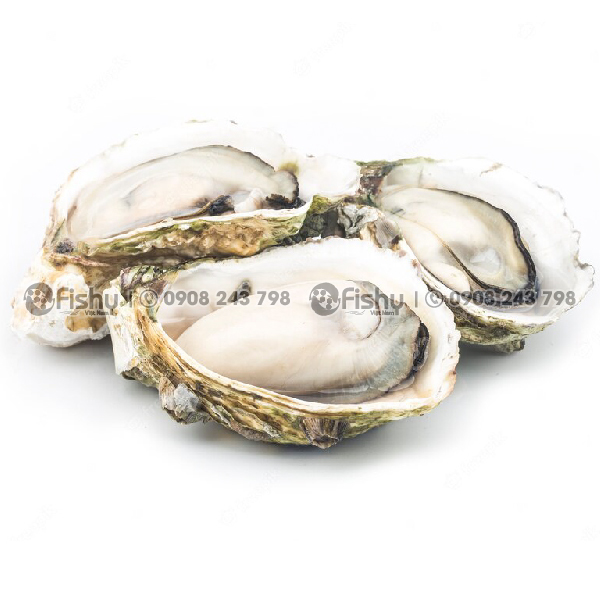 Bí Quyết Để Chế Biến Ruột Hàu Ngon Mà Không Bị Tanh Bí Quyết Để Chế Biến Ruột Hàu Ngon Mà Không Bị Tanh