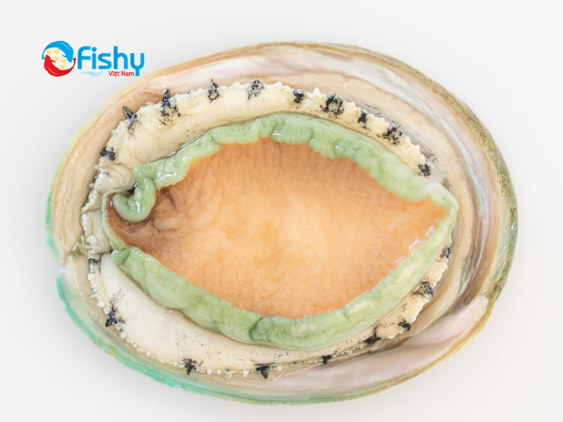 Bào ngư Úc viền xanh Bào ngư Úc viền xanh