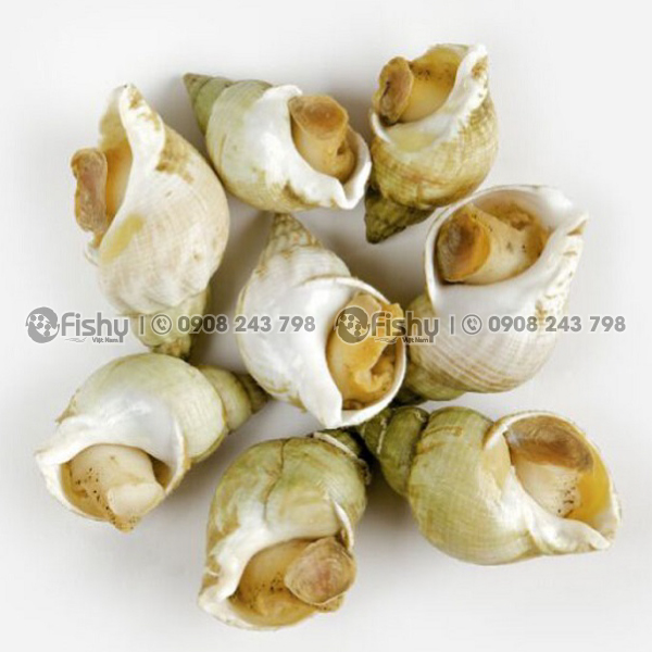 Ốc bulot Pháp Ốc bulot Pháp