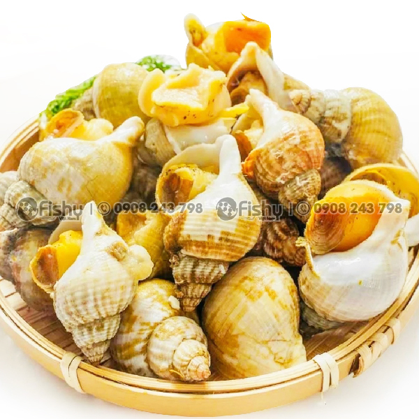 Ốc bulot Pháp Ốc bulot Pháp